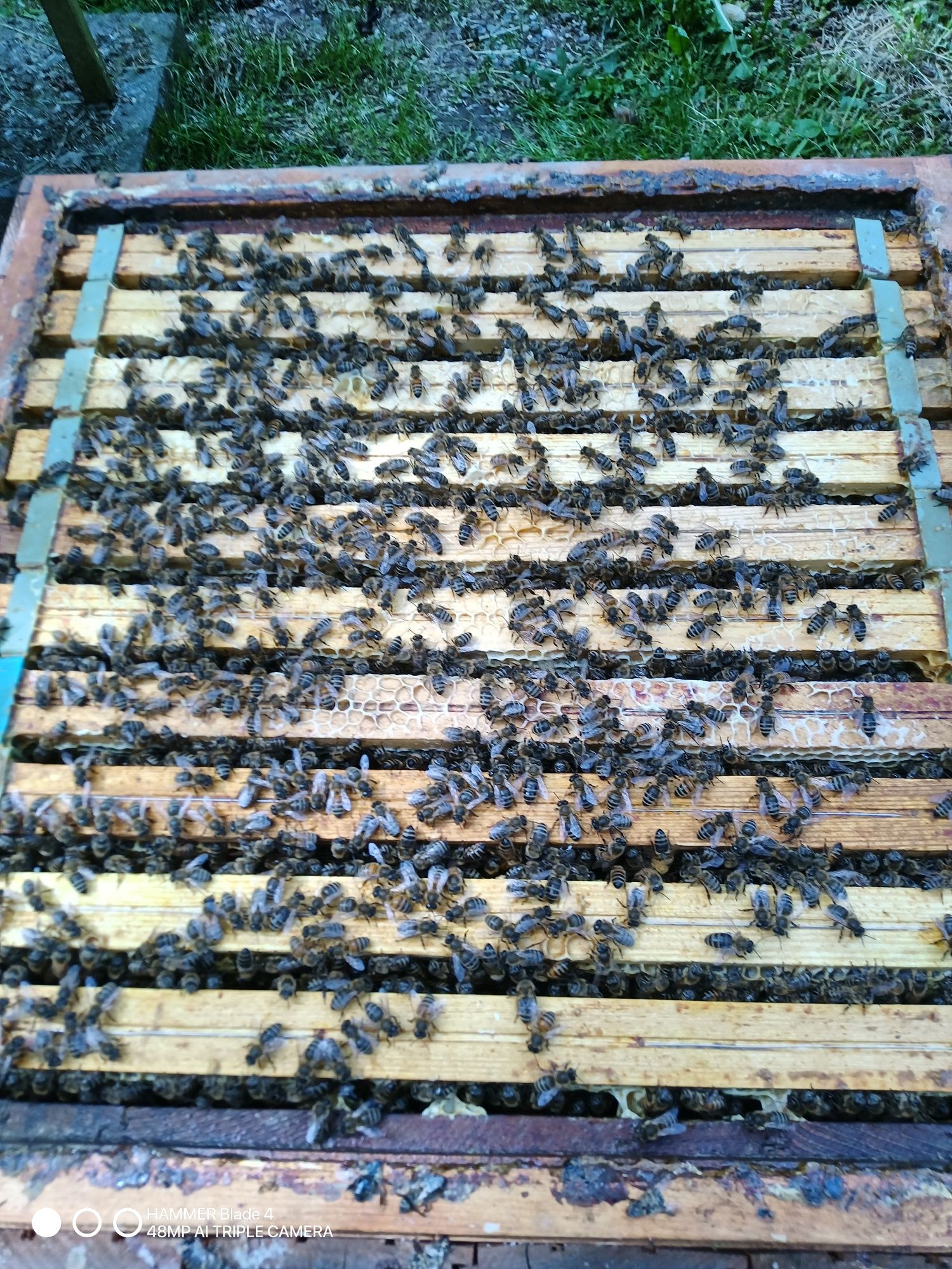 Pszczoły , rodziny pszczele,  odkłady pszczele , ul , krainka