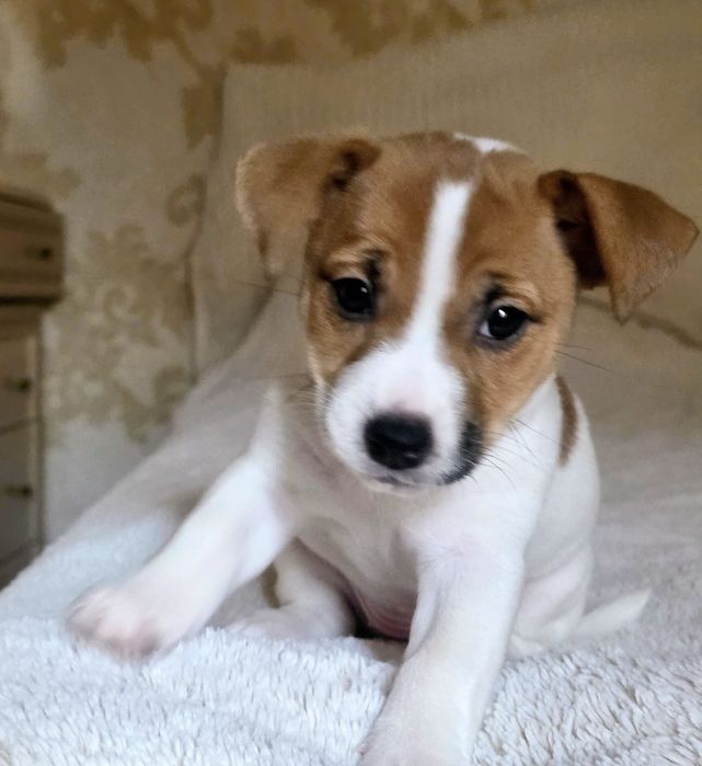 Продам цуценя ДЖЕК РАСЕЛ