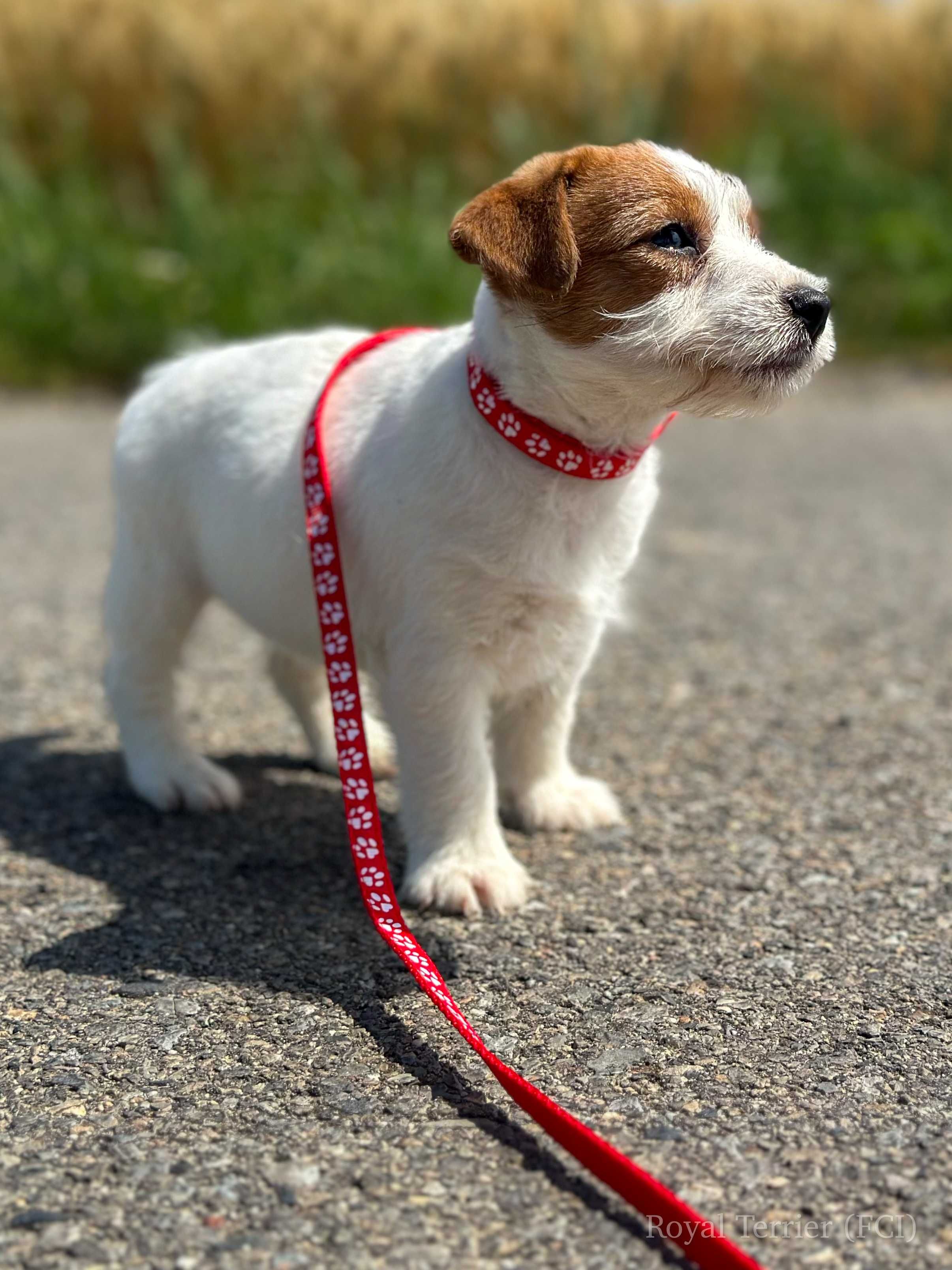 suczka Jack Russell terrier ZKWP/FCI szorstkowłosa