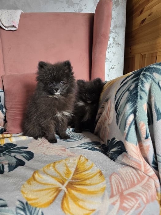 Pomeranian szpic miniaturowy chłopiec xxs ostatni