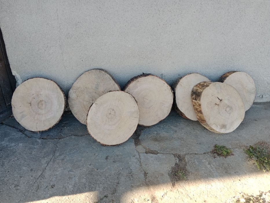 Plastry jesion ,drzewo jesiona