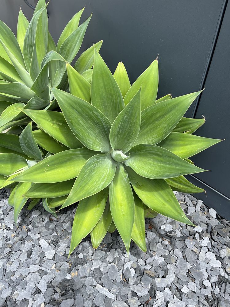 Agave Dragão - planta da Madeira