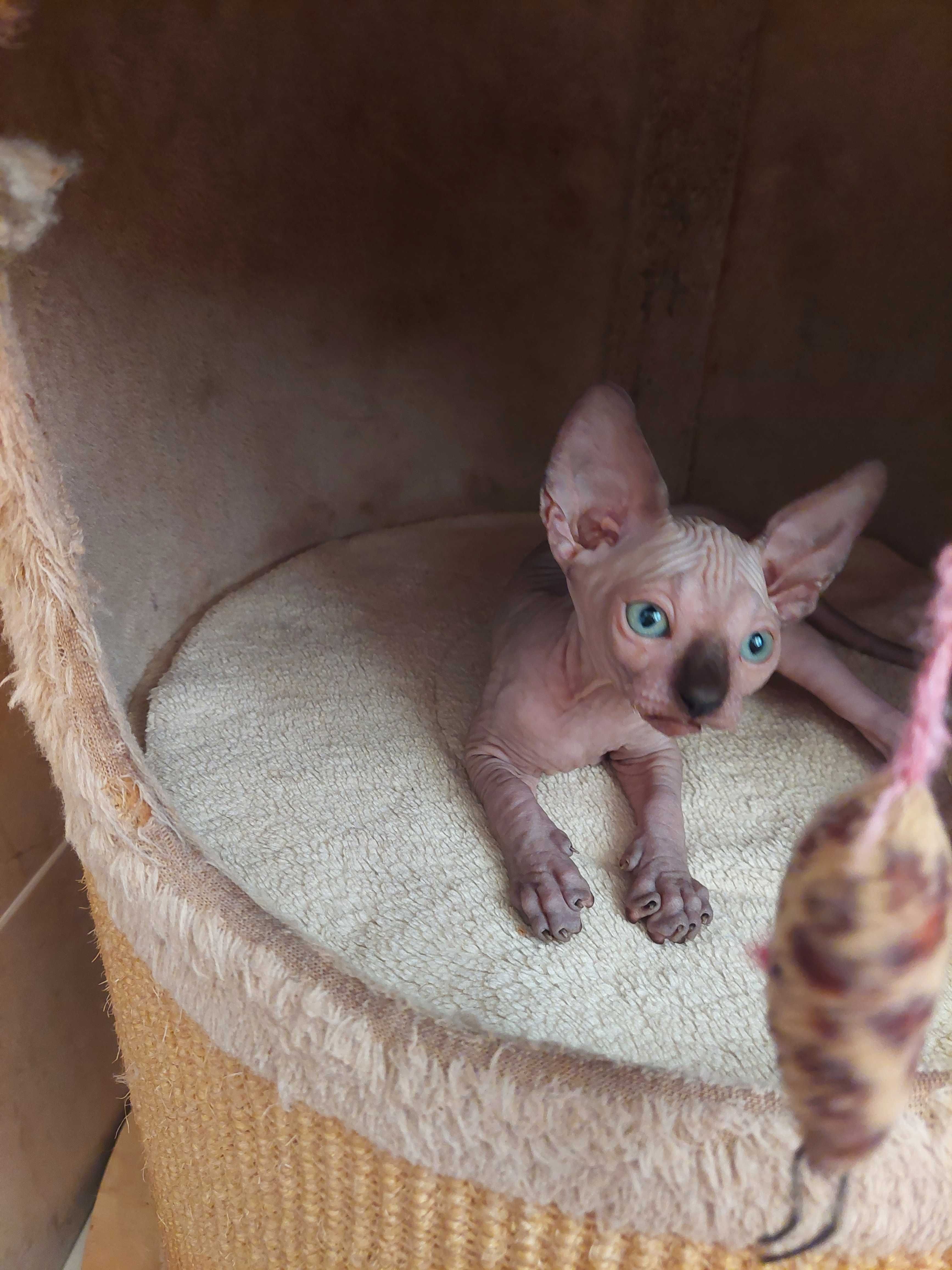 Gatinho   Sphynx