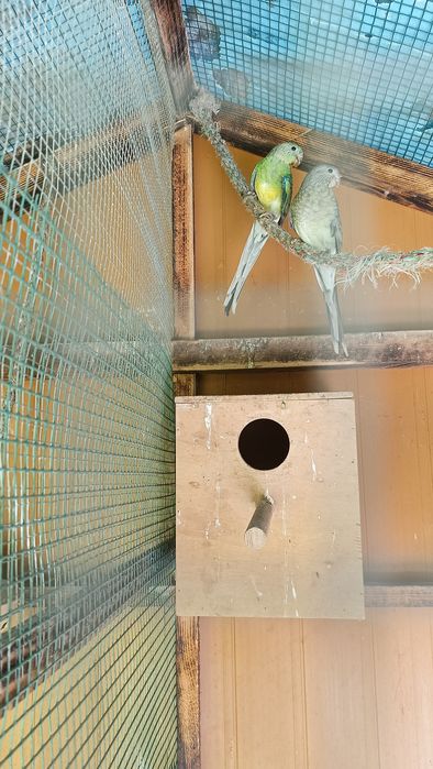 Papugi Faliste- parka z tego roku