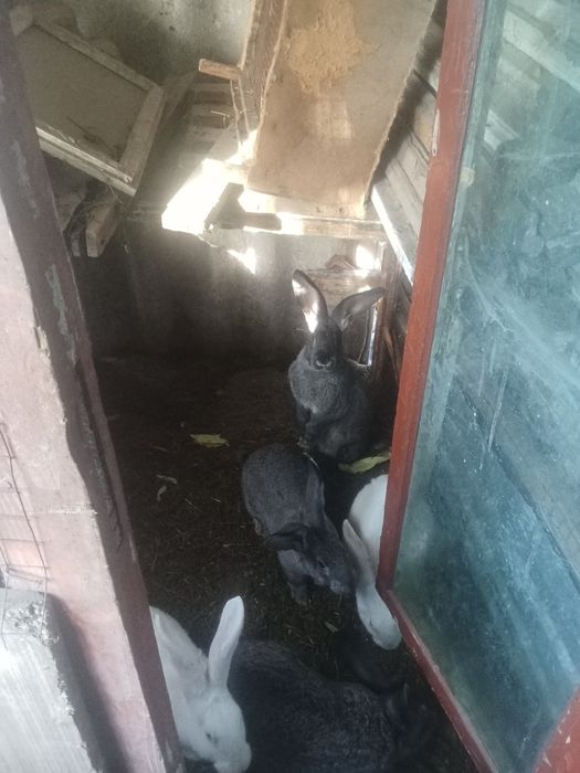 Продам кролі по самих ниських цінах