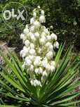 juka juca yucca juka ogrodowa mrozoodporna wys ok40cm