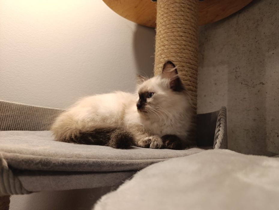 Kotka syberyjska - Kotka Neva Masquerade z rodowodem