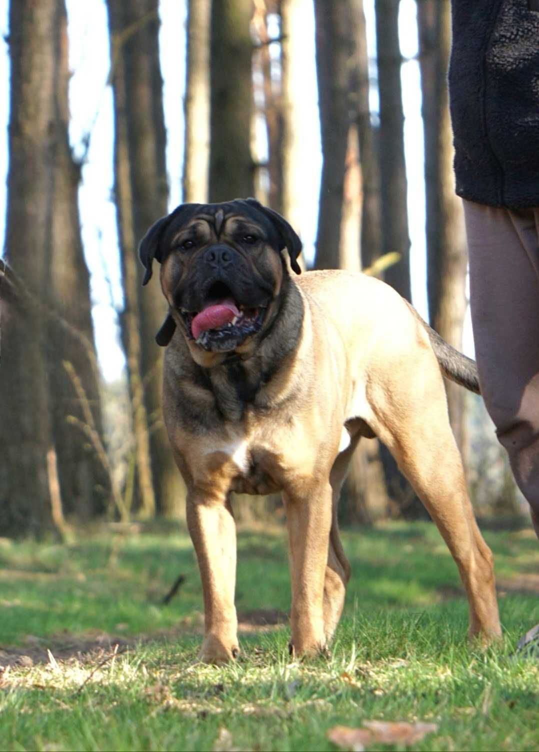 Cane Corso ZKwP/FCI oddział Wrocław