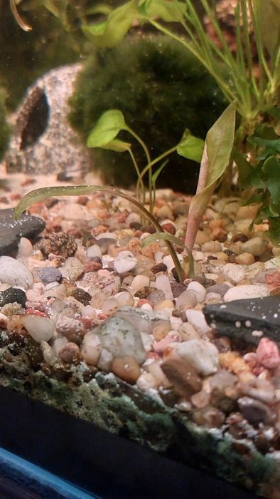Cryptocoryne pontederiifolia