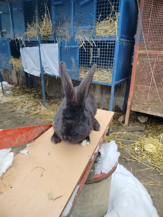 Witam sprzedam samicę Belgiska