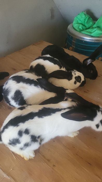 Sprzedam srokacze niemieckie