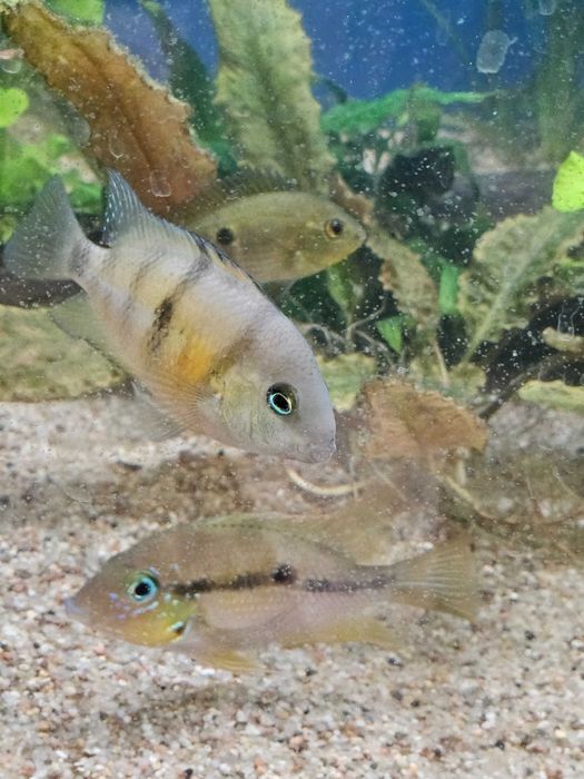 Pielęgnica błękitnooka (Cuttera)– Cryptoheros spilurus (cutteri)