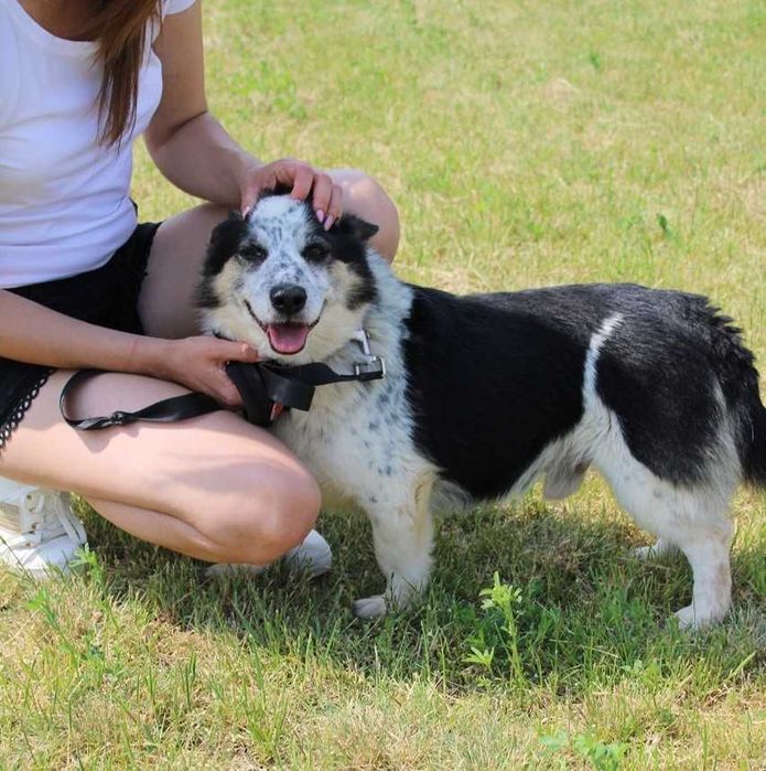 Uroczy, spokojny, łagodny, uczuciowy - lubi spokojne spacerki