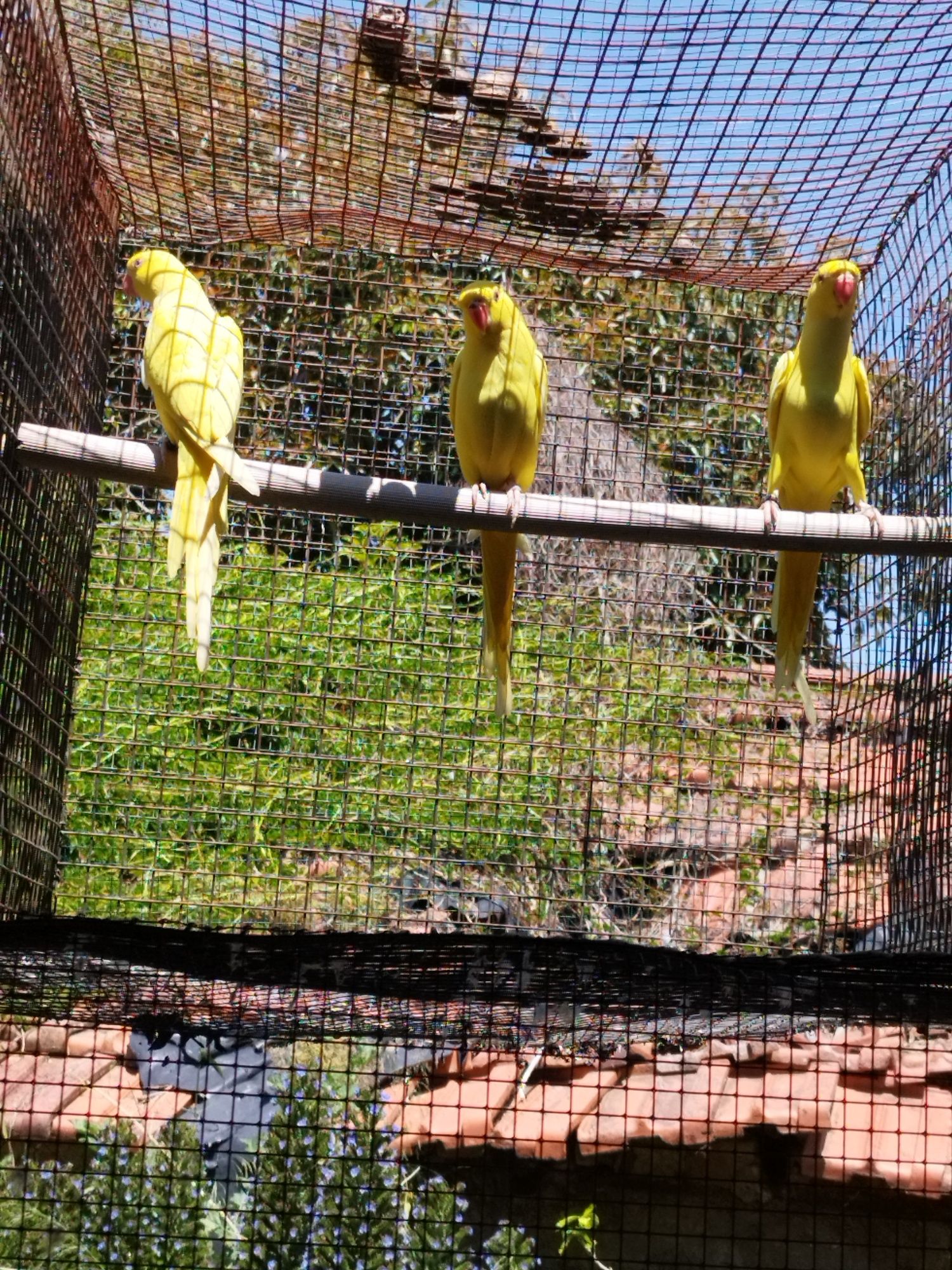 Aves psetacideis