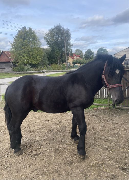 Kary ogier zimnokrwisty 1,5 roku