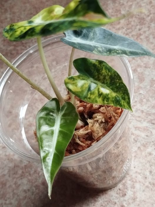 Alokazja Bambino Aurea sadzonka