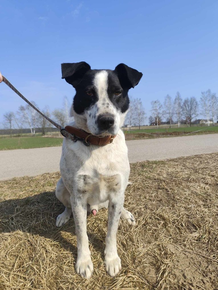 Psi ideał Kminek serdecznie poleca się do adopcji!