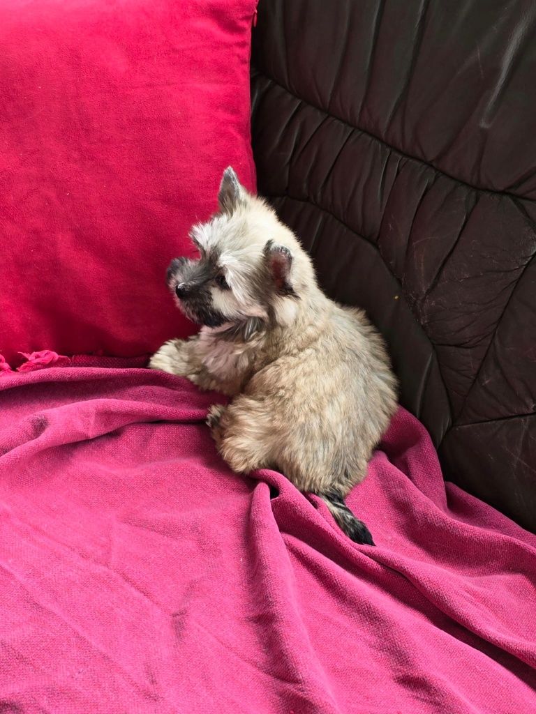 Suczka mini Yorkshire terrier
