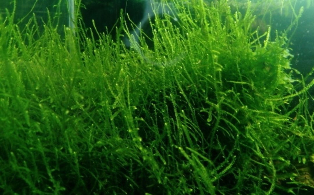 Musgo de java planta aquatica