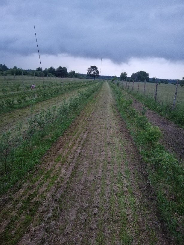 Sadzonki borówki amerykańskiej piękne 100 120 centymetrów wysokości