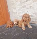 Cocker spaniel 8 tygodni