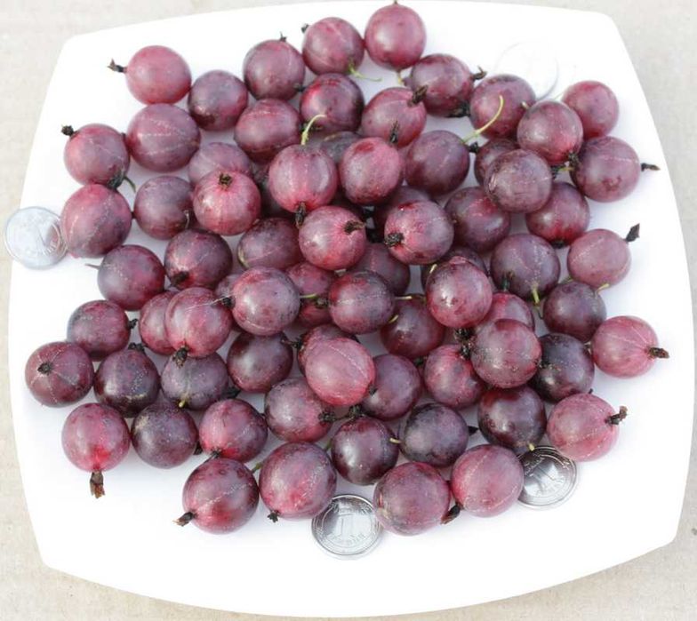 Крыжовник Крупн Колобок,Уральський ізумру,Добриня смороДоросліСаджанці