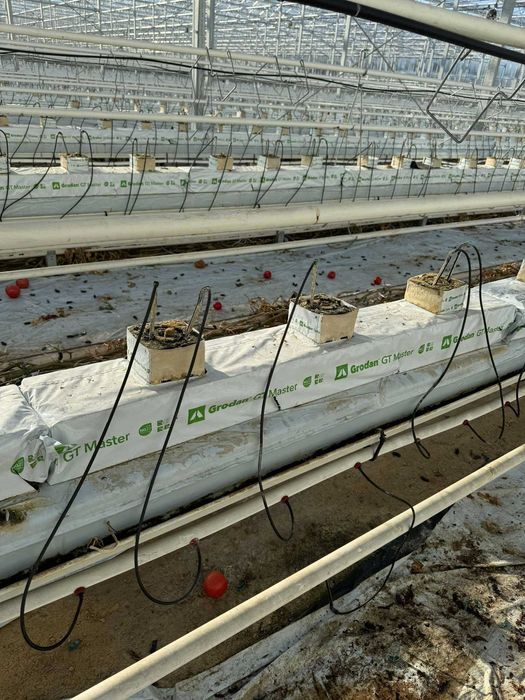 Sprzedam wysokie maty uprawowe Grodan Grotop Master 10 po pomidorze!!