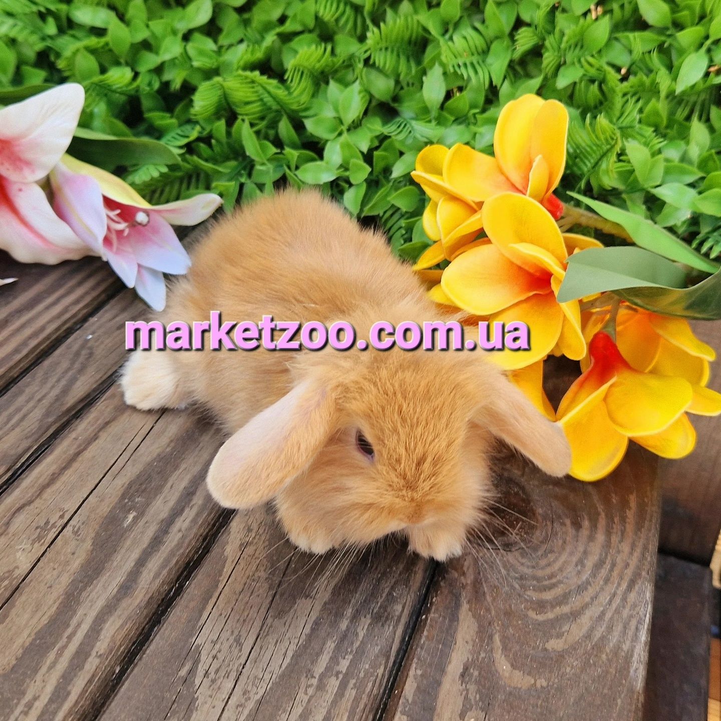 карликовый мини mini lop мiнi кролик,карликовые кролики баранчик висло