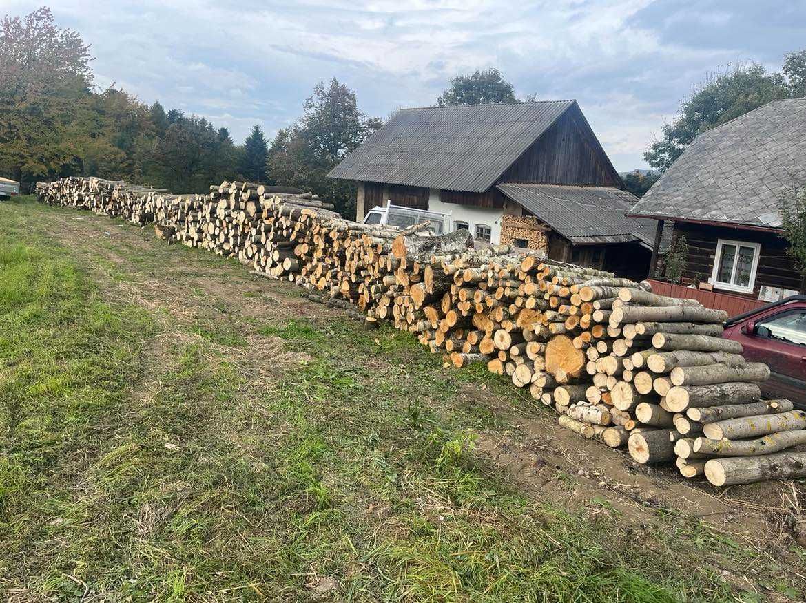 Mulczowanie usuwanie zakrzaczeń mulczer leśny samosiejek