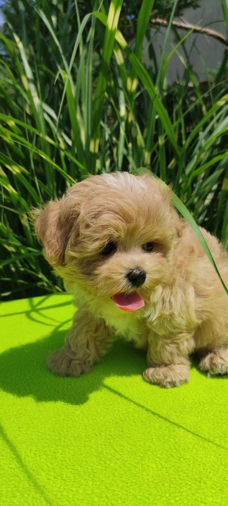 Maltipoo szczeniaczek z certyfikatem