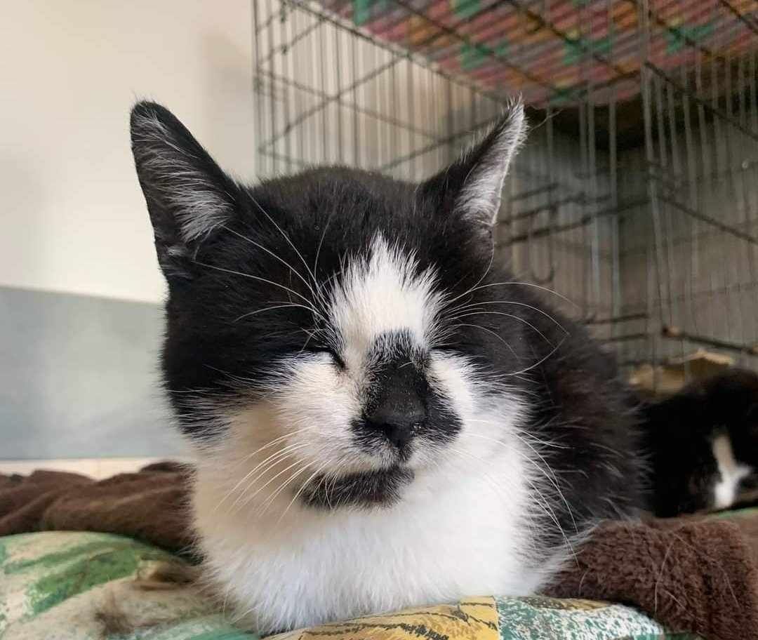 do adopcji kot GEORGE