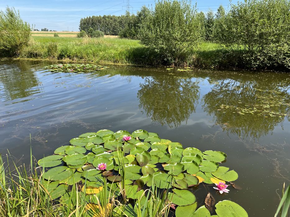 Działka rolno-siedliskowa na Warmii