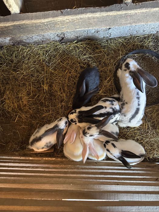 Vendo coelhos para criação