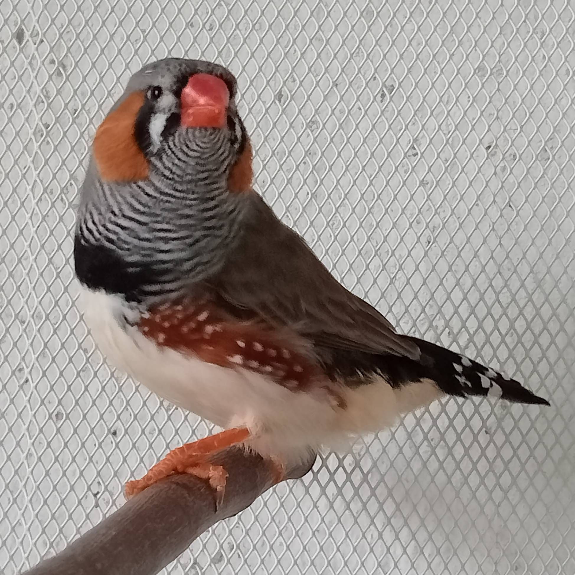 Mandarins de Exposição