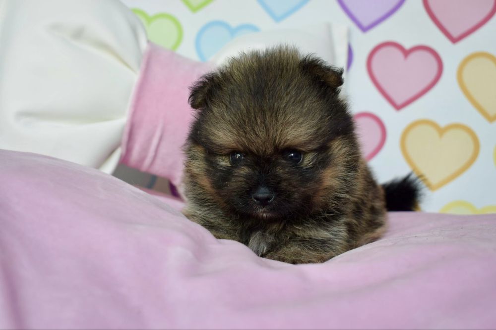 Pomeranian piesek szpic miniaturowy orange sable