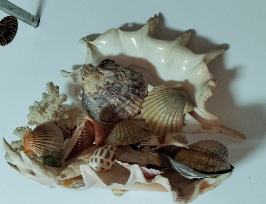 Escultura de conchas originais