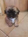 Szczeniak Shih tzu z rodowodem