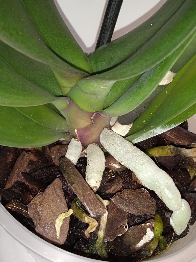 Орхідея фаленопсис крупноквіткова салатова