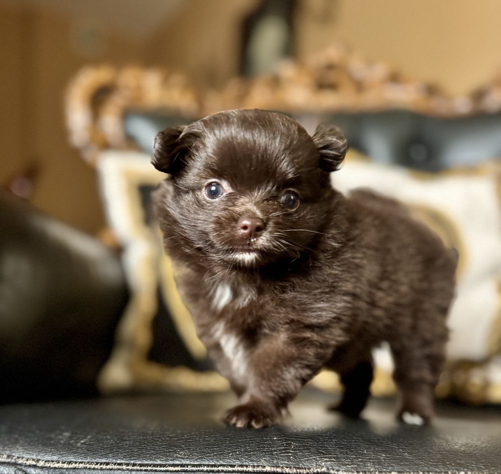 * Pomchi * czekoladowa dziewczynka. Chihuahua, szpic miniaturowy