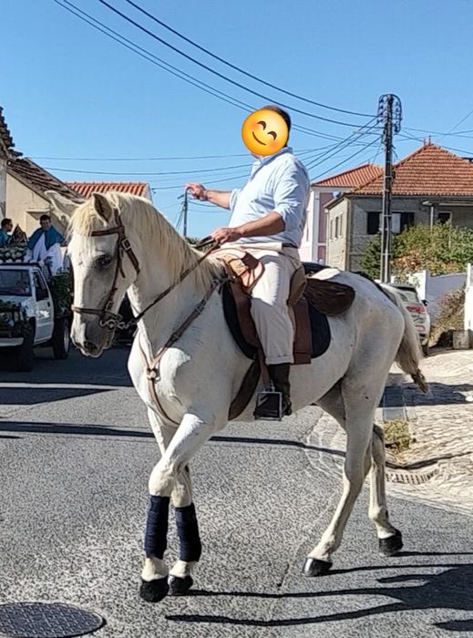 Cavalo Lusitano Ruço
