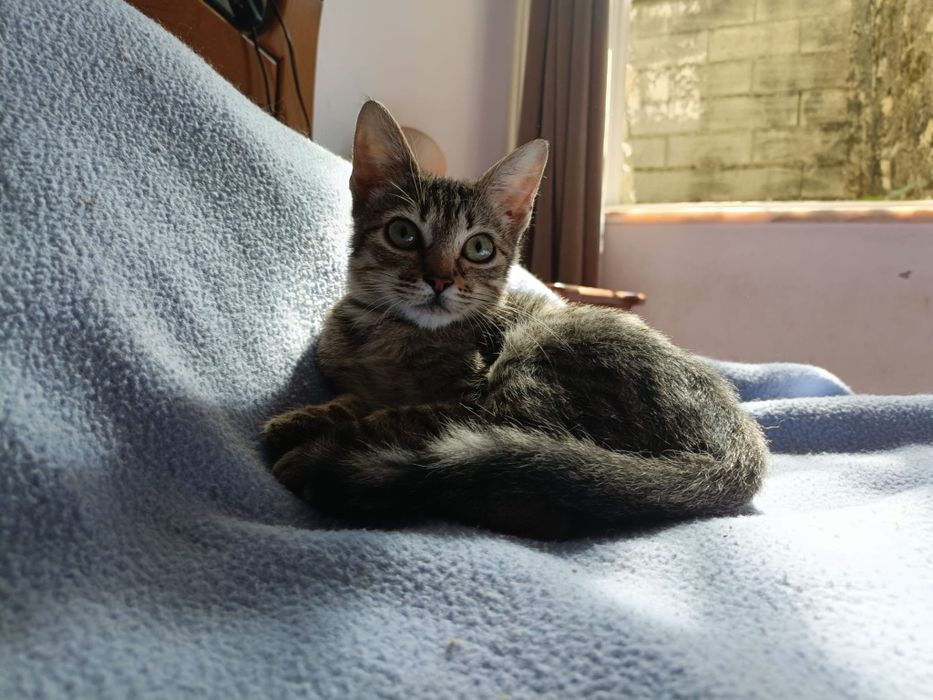 Gatinho bebe para adoção responsável