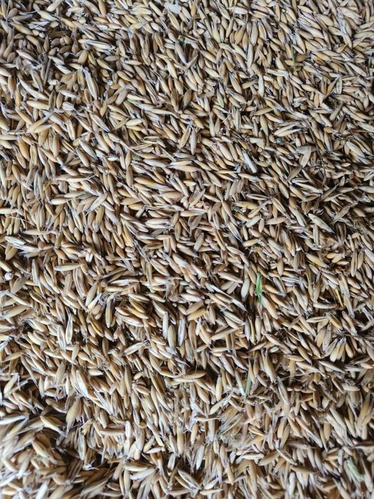 Sprzedam Owies z tegorocznego zbioru