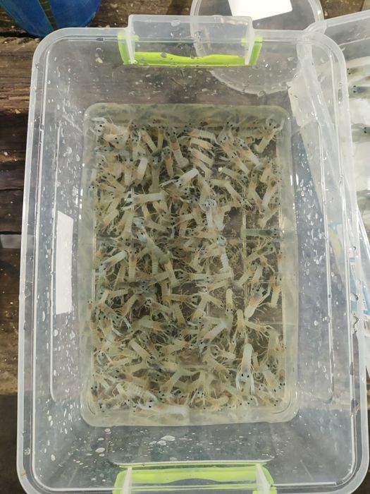 Австралійский Рак АККР