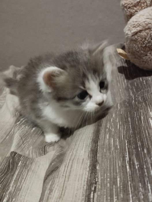 ТЕРМІНОВО віддам кошеня в добрі руки