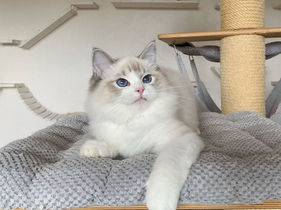 Kochany kocurek Ragdoll TEO z rodowodem FIFE