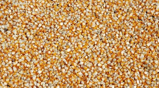 Продам зерно кукурудзи