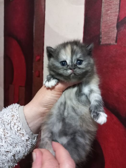 Шотландські кошеннята