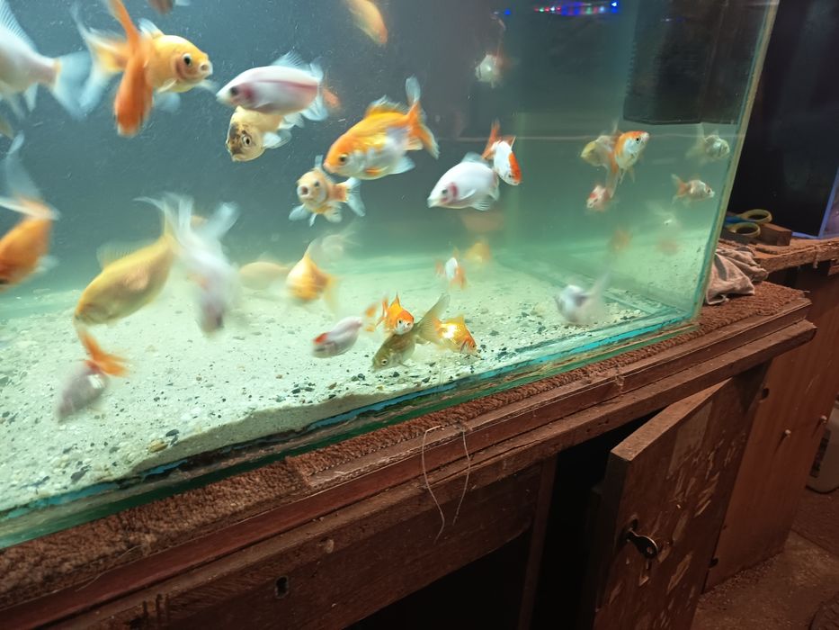 Sprzedam złote rybki