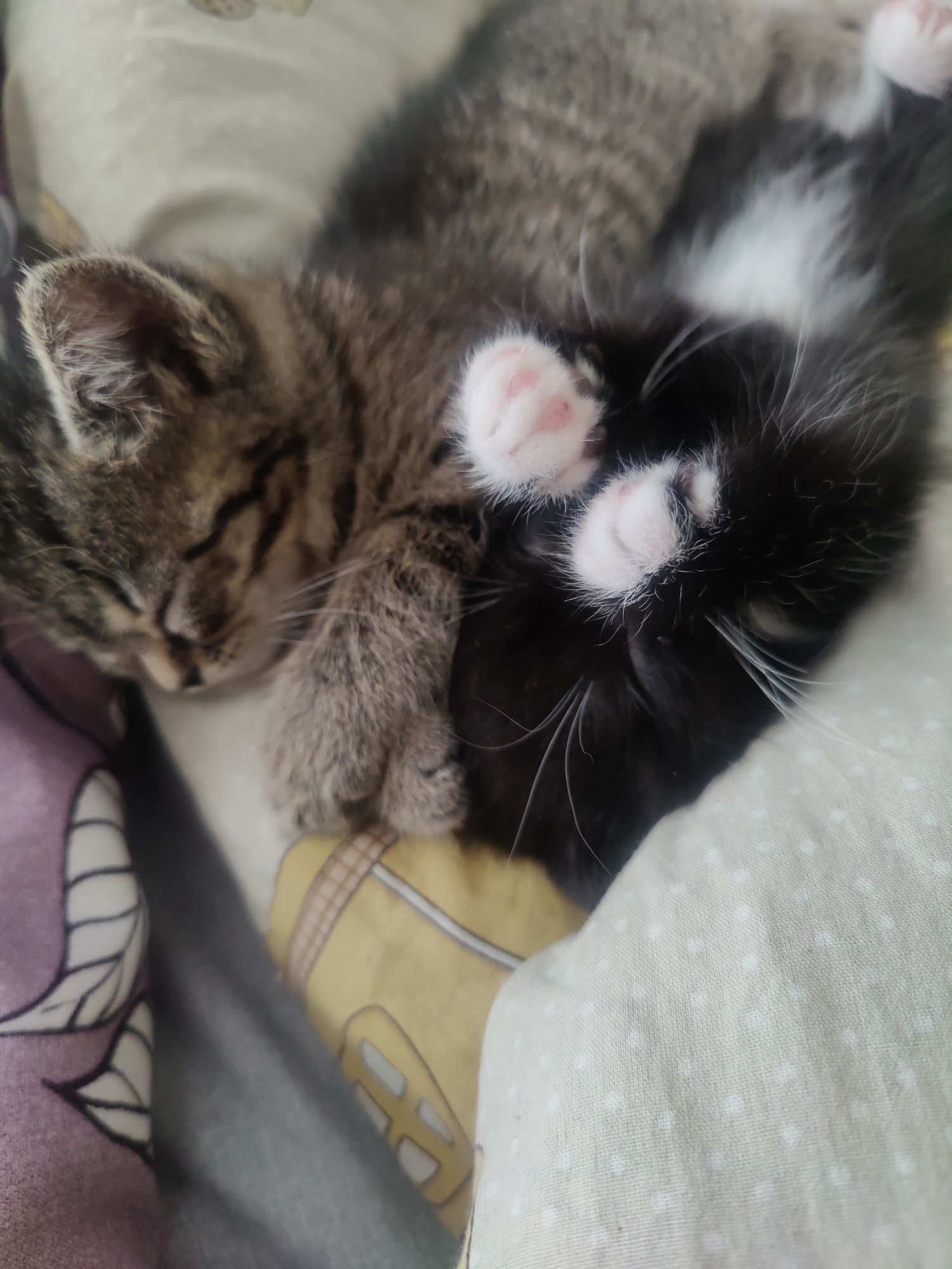Котик, кицька,кішка, котята, котики