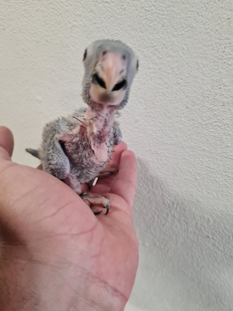 Aratinga acuticaudata bebé
